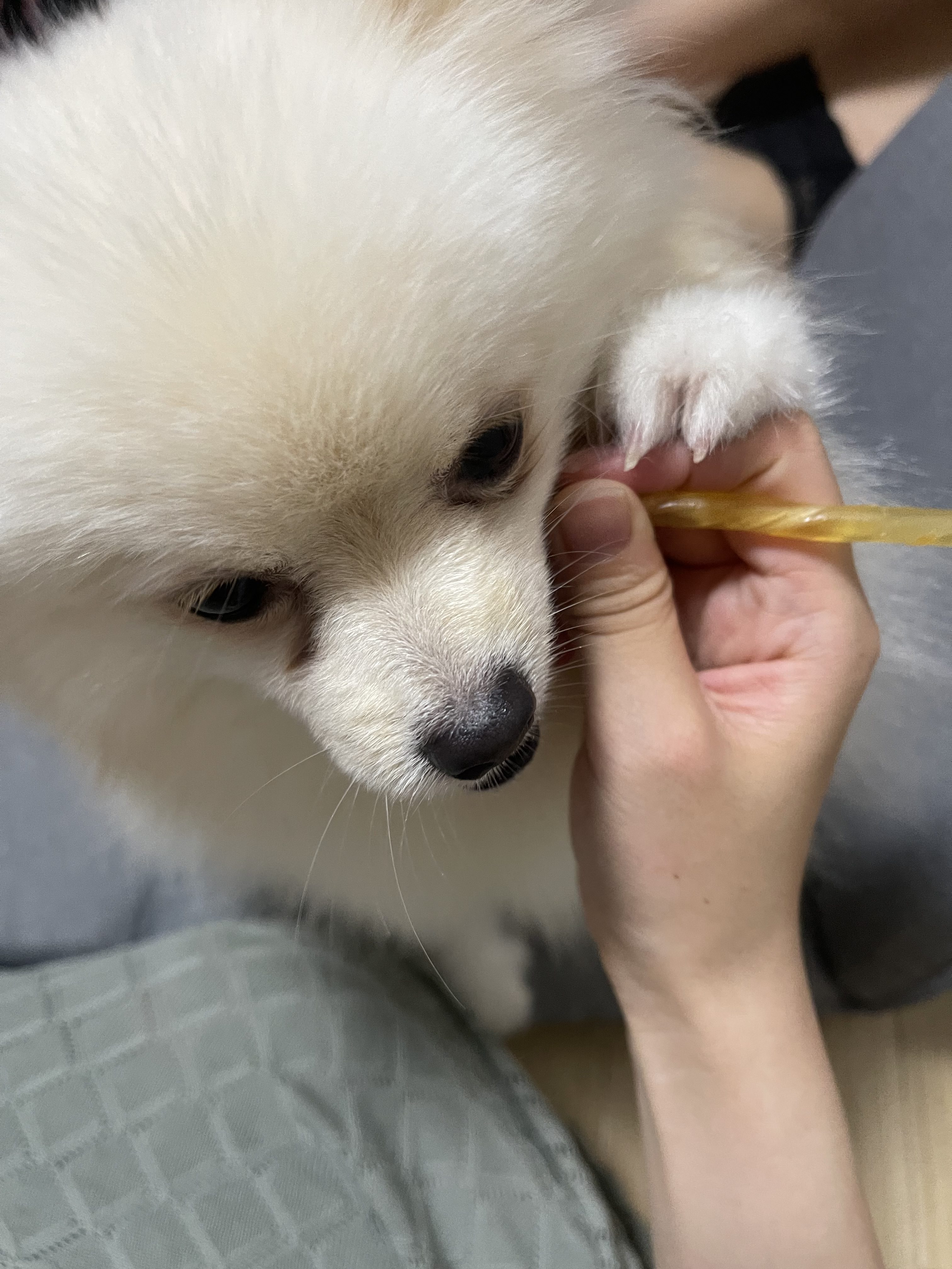 犬好き必見 ポメラニアン特集 ダイハツ広島販売 本社